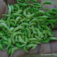 Bauhinia racemosa Lam.